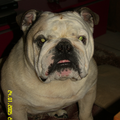 Engelse Bulldog