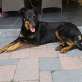 Beauceron