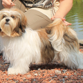 Destination of Love, Lhasa apso kennel