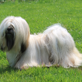 Destination of Love, Lhasa apso kennel