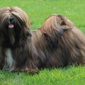 Destination of Love, Lhasa apso kennel