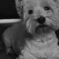 West Highland White Terrier