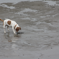 Bonny ziet zichzelf in een plasje water op het strand.