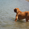 Bordeauxdog