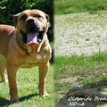Kennel Oldpride