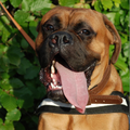 Boxer