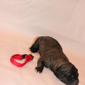 flandry dogs