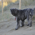 Bouvier