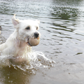 Voor Benji de eerste keer in het water, supertrots op hem!
