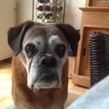 Boxer