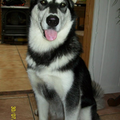 Alaskan Malamute