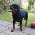 Rottweiler
