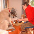 Als Ierse Wolfshond-pup van dik 4 maanden oud kun je natuurlijk nog niet zelfstandig eten, daar heb je mama bij nodig die je met een lepeltje voert....
(deze foto is slechts 10 weken na de andere pupfoto gemaakt)