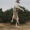 Frisbeeën in de Lommelse Sahara