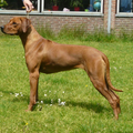 Jelani Ngwenya