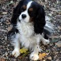 Nelly (particulier geen kennel)