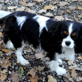 Nelly (particulier geen kennel)