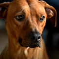 Rhodesian Ridgeback
