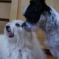 De vriendjes Spaiky (Shih Tzu x Maltezer) en Binky (Maltezer).