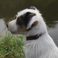 Jack Russell Terrier