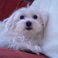 Maltezer