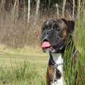 Boxer
