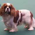 Nelly (particulier geen kennel)