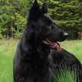 Oud Duitse Herdershond