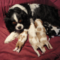 Nelly (particulier geen kennel)