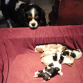 Nelly (particulier geen kennel)