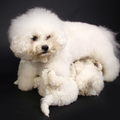 Nedina's Snuggle Pups