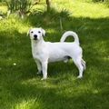 Jack Russell Terrier