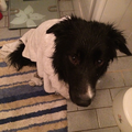 Net klaar met douchen, vond ze niet echt fijn. De handdoek over haar heen vond ze dan weer niet erg :D