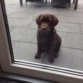 Onze labrador pup van (hier) 11 weken oud vond zichzelf zo te zien wel heel erg zielig.. Die blik heeft haar inderdaad geholpen ze was snel weer binnen!