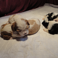 Nelly (particulier geen kennel)