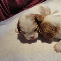 Nelly (particulier geen kennel)