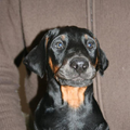 Roma Kamry´s Dobermanns