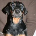 Roma Kamry´s Dobermanns