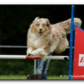 Australian Shepherd