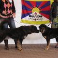 Jonge hondendag Tibetaanse Mastiff Club