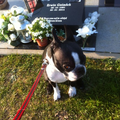 Mijn Boston Terrier Lola op het kerkhof voor het graf van mijn broer die op 22 jarige leeftijd is overleden. Hij woonde nog thuis met mij en was dol op haar, en zij op hem. Zou ze het doorhebben dat hij daar begraven ligt? Zo lijkt het althans...