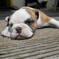Engelse Bulldog pup.