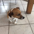 Jack Russell Terrier