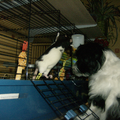 Lanu was gek op mijn ratten en cavia's die ik heb gehad. Mijn ratten liepen altijd los en gingen dan buurten bij de caafjes. Was een heel leuk gezicht en Lanu hield dat altijd goed in de gaten.