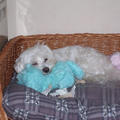 Maltezer
