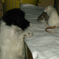 Iedree rat is anders en sommige zochten Lanu altijd op om met hem te kroelen.