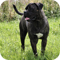 Cane Corso Italiano