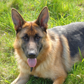 Duitse Herder