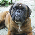 Boxer
