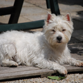 West Highland White Terrier